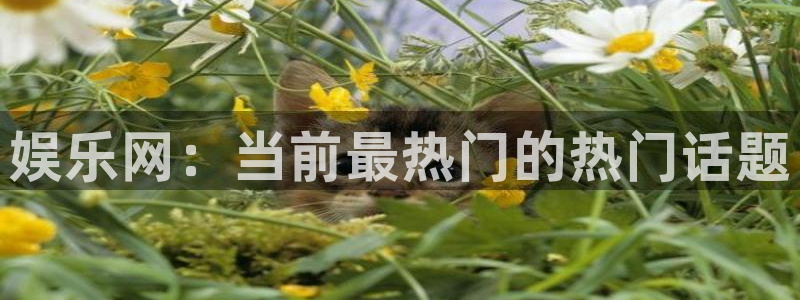 7790必发集团app下载安装：娱乐网：当前最热门的热门话题